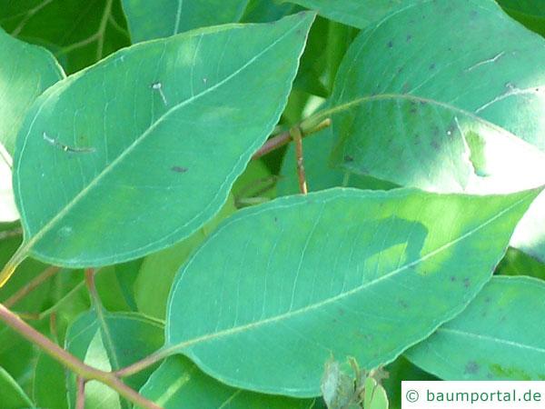 Grauer Eisenholz-Eukalyptus (Eucalyptus paniculata) Blatt