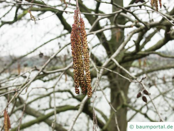 Grau-Erle (Alnus incana) Blüten der  (Alnus incana)