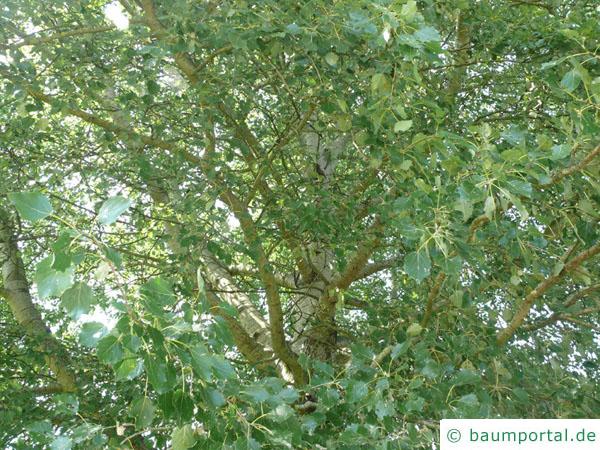 Grau-Pappel (Populus × canescens) Blätter