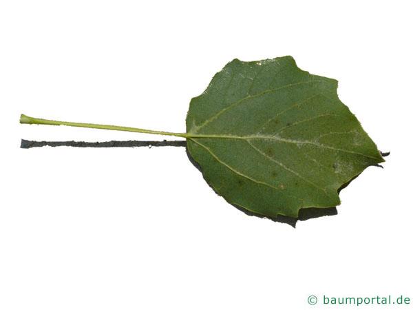 Grau-Pappel (Populus × canescens) Blattunterseite