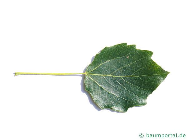 Grau-Pappel (Populus × canescens) Blatt