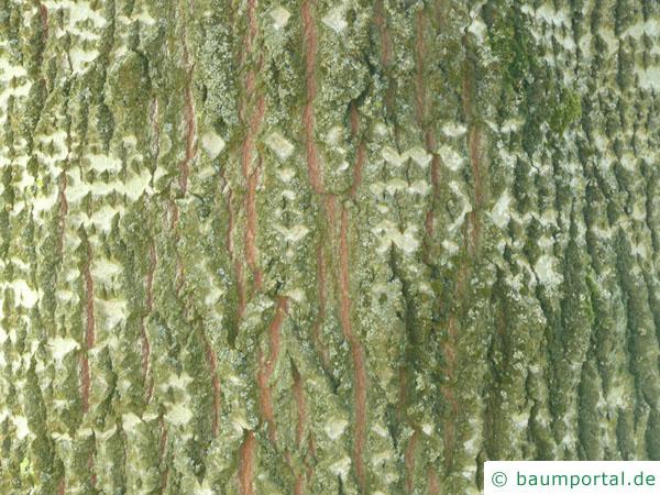 Grau-Pappel (Populus × canescens) Stamm / Borke / Rinde
