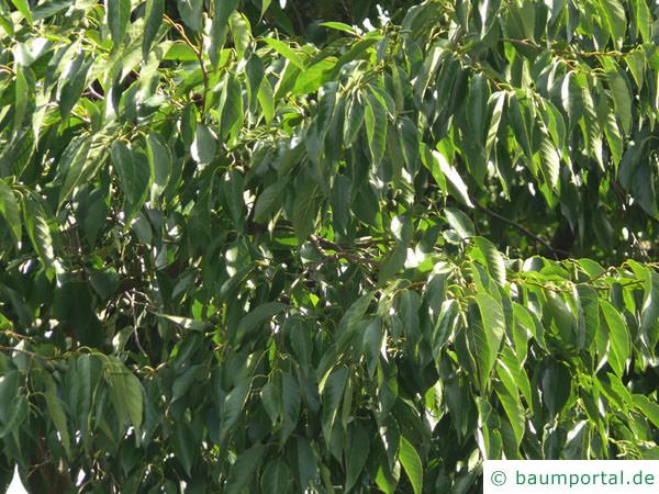 Purpur-Erle (Alnus spaethii) Blätter