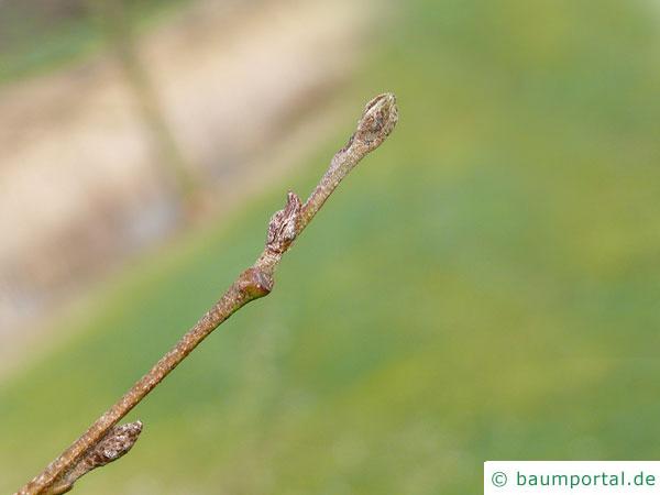 großblättrige Erle (Alnus spaethii) Zweig