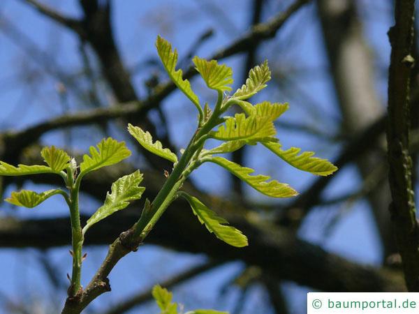 Großfruchtige Eiche (Quercus macrocarpa) im Austrieb