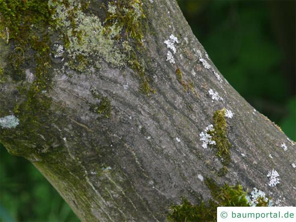 grüner Fächer-Ahorn (Acer palmatum 'Ozakazuki') trunk / bark