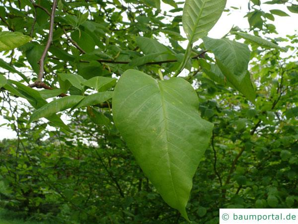 Gurken-Magnolie (Magnolia acuminata) Blätter