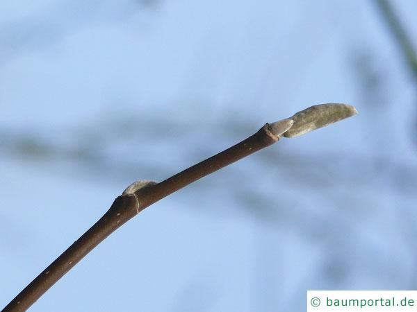 Gurken-Magnolie (Magnolia acuminata) Endknospe im Winter