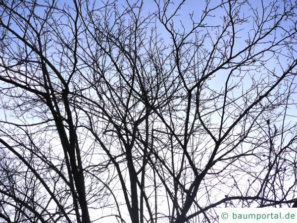 Gutaperchabaum (Eucommia ulmoides) Krone im Winter
