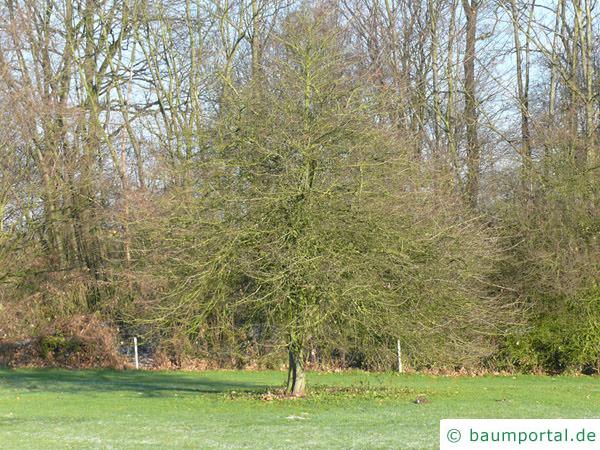 Hahnendorn (Crataegus crus-galli) Baum im Winter