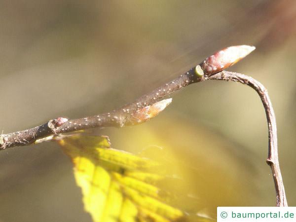 Hainbuche (Carpinus betulus) Endknospe im Herbst