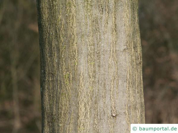 Hainbuche (Carpinus betulus) Stamm / Rinde / Borke