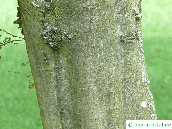 Hainbuche (Carpinus betulus) Stamm / Rinde / Borke
