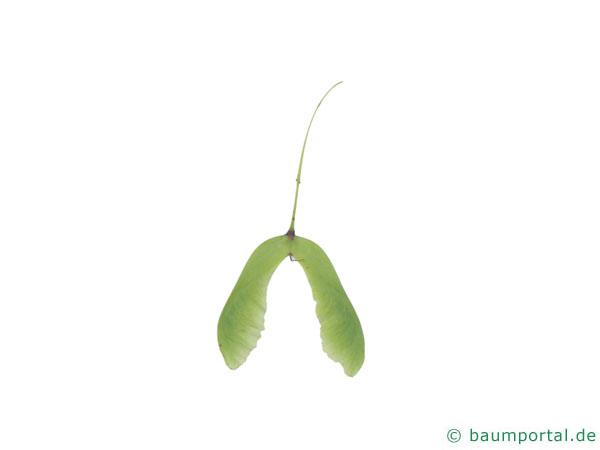 hainbuchenblättrige Ahorn (Acer carpinifolium) geflügelte Nüsschen