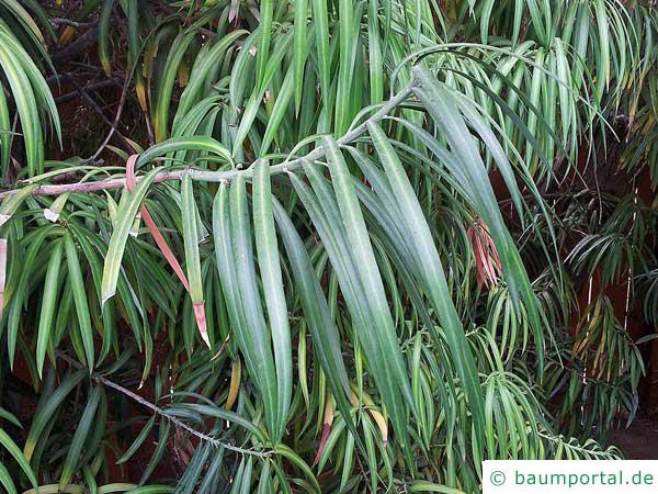 Henkels Gelbholz (Podocarpus henkelii) Blätter