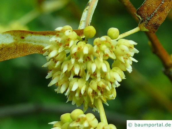 Henrys Linde (Tilia henryana) Blüte oberhalb der Blüte sind schon zwei Früchte (Nüsse) zu sehen
