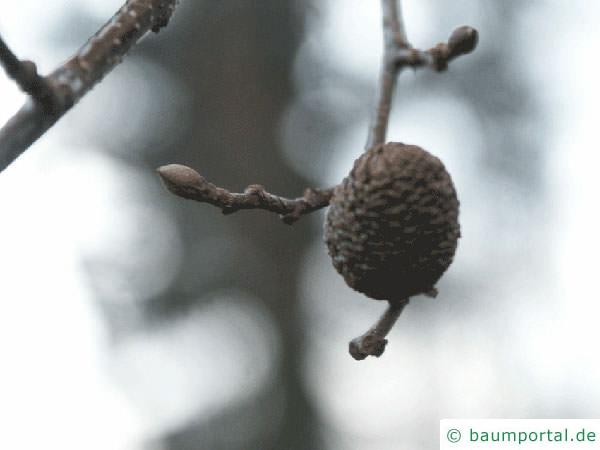 herzblättrige Erle (Alnus cordata) Zweig und Frucht