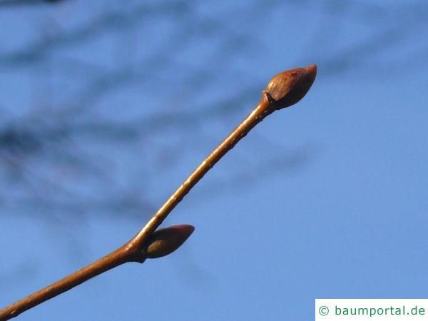 Holländische Ulme (Ulmus hollandica) Knospe im Winter