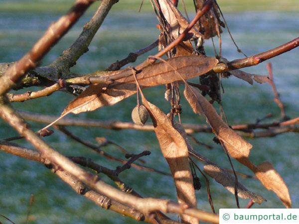 holländische Linde (Tilia intermedia) Frucht im Winter