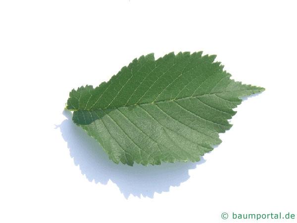 Holländische Ulme (Ulmus hollandica) Blatt
