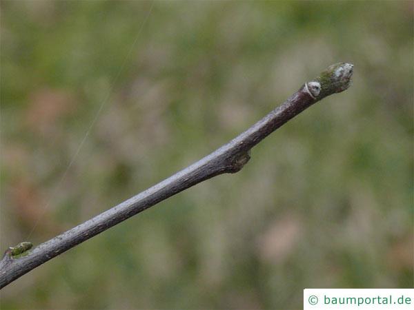 Holz-Apfel (Malus sylvestris) Knospe