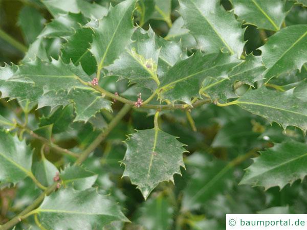 Stechpalme (Ilex aquifolium) Blätter