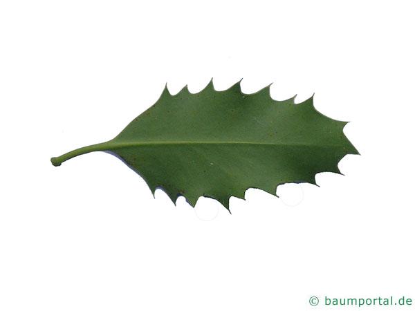 Stechpalme (Ilex aquifolium) Blattunterseite