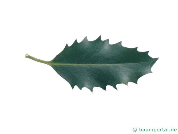 Stechpalme (Ilex aquifolium) Blatt