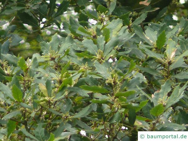 Immergrüne Eiche (Quercus turneri 'Pseudoturneri') Blätter