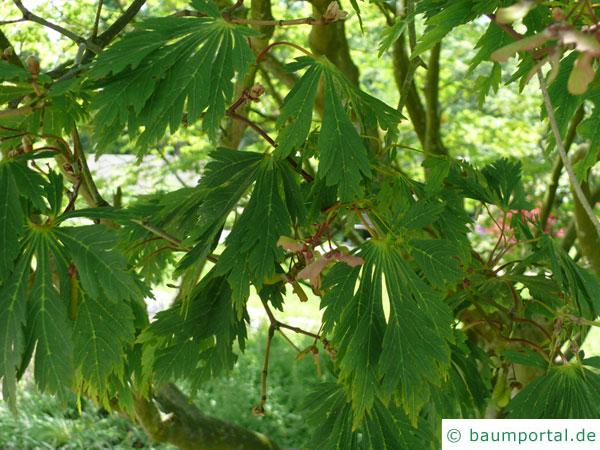 japanischer Feuer-Ahorn (Acer japonicum 'Aconitifolium') Blätter