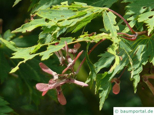 japanischer Feuer-Ahorn (Acer japonicum 'Aconitifolium') Früchte