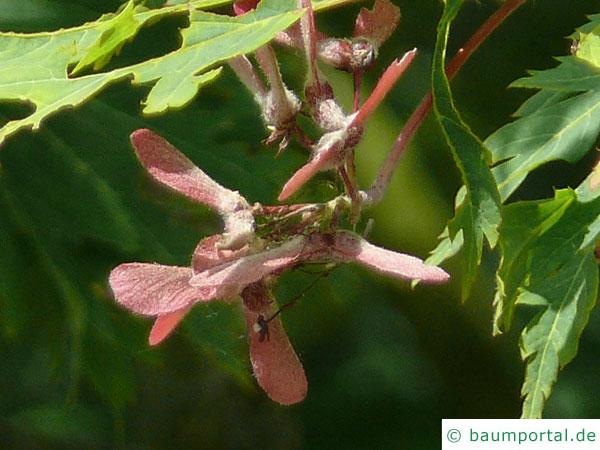 japanischer Feuer-Ahorn (Acer japonicum 'Aconitifolium') Spaltfrucht