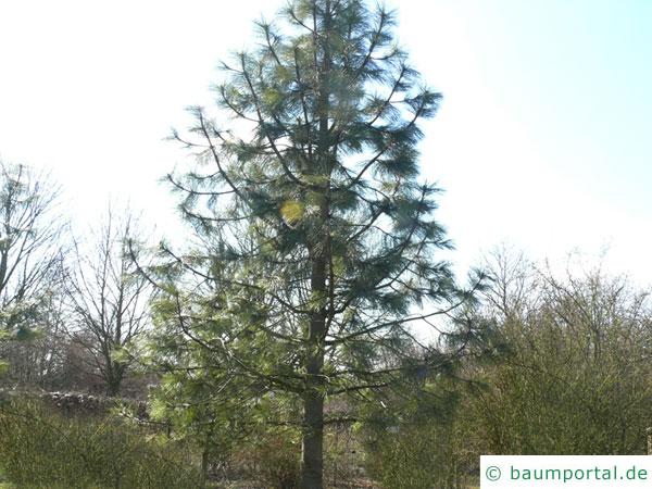 Jeffreys Kiefer (Pinus jeffreyi) Baum