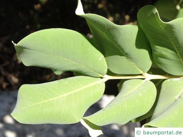 Johannisbrotbaum (Ceratonia siliqua) Blätter