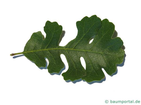 Kalifornische Eiche (Quercus lobata) Blatt