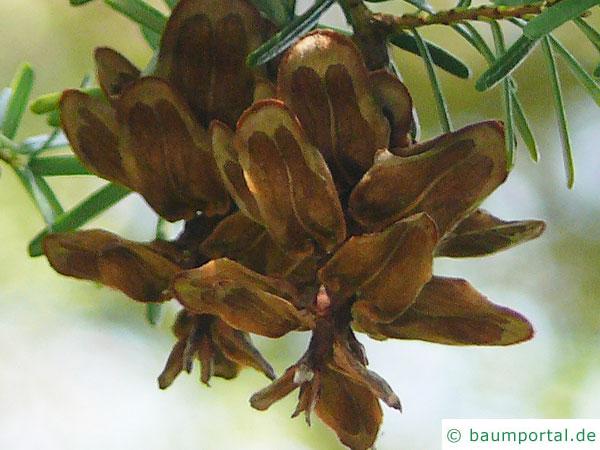 kalifornische Hemlock-Tanne (Tsuga canadensis) Zapfen Nahaufnahme