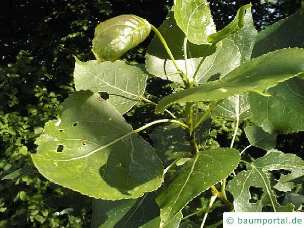 kanadische Pappel (Populus canadensis) Blätter