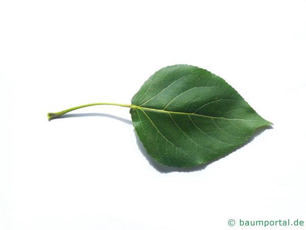 kanadische Pappel (Populus canadensis) Blatt