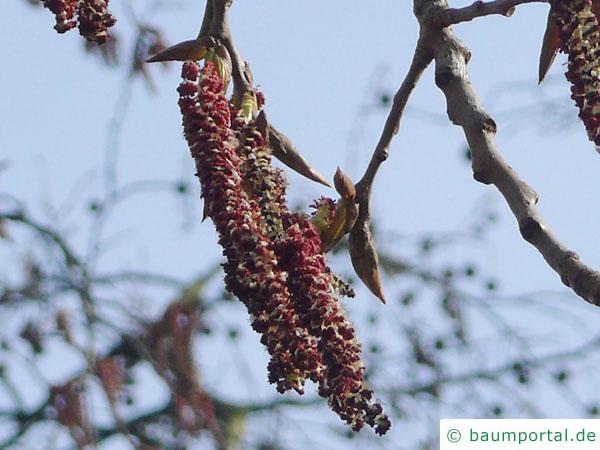 kanadische Pappel (Populus canadensis) Blüte