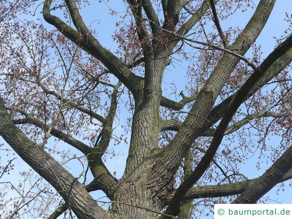 kanadische Pappel (Populus canadensis) Krone im Winter