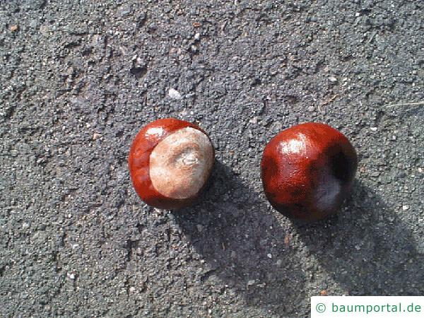 Kastanie (Aesculus hippocastanum) Frucht