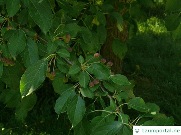 Kirsch-Apfel (Malus baccata) Blätter