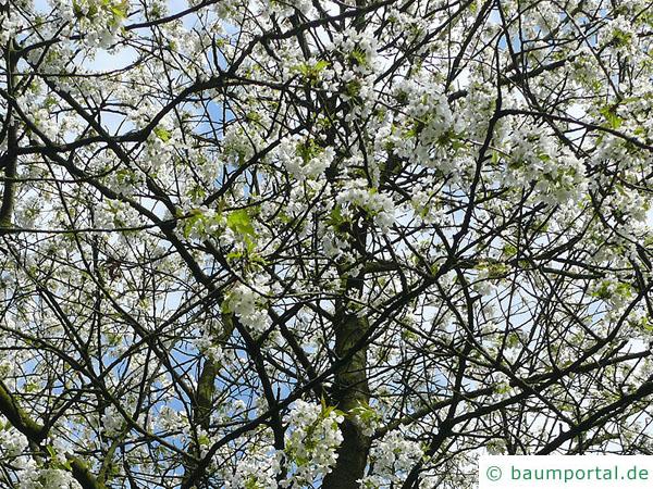 Kirsche (Prunus avium) Blüten