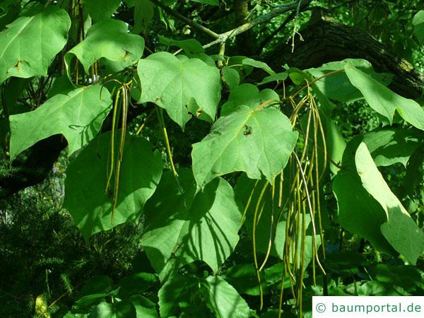 kleinblütiger Trompetenbaum (Catalpa ovata) Blätter