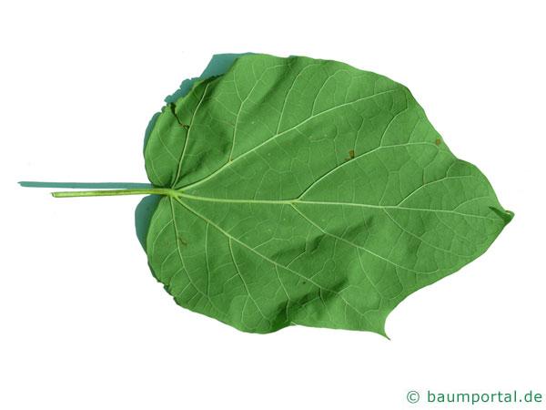 kleinblütiger Trompetenbaum (Catalpa ovata) Blatt Unterseite
