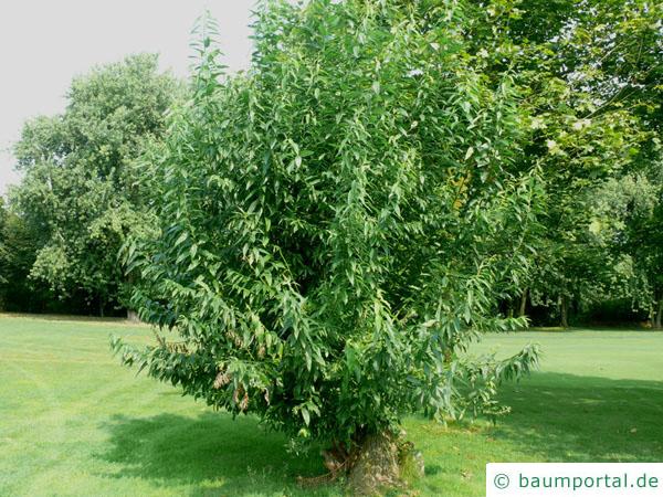 Knack-Weide (Salix fragilis) Baum