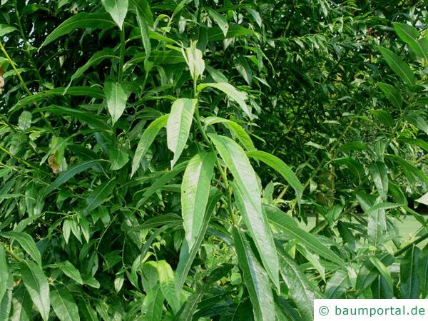 Knack-Weide (Salix fragilis) Blätter