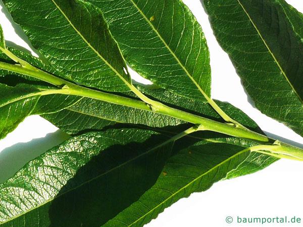 Knack-Weide (Salix fragilis) Zweig
