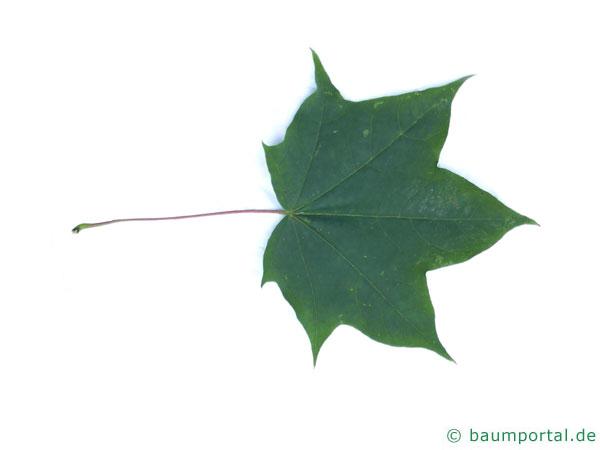 kolchischer Ahorn (Acer cappadocicum) Blatt