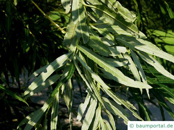 Korb-Weide (Salix viminalis) Blätter